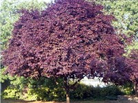 Prunus cerasifera , Süs Eriği Ağacı